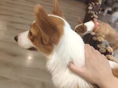 -浣熊柯尔鸭土拨鼠·电玩咖