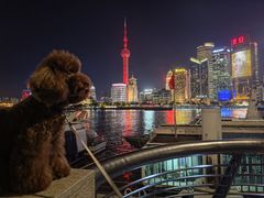 -1013 PET SHOP精品宠物商店(丁香店)