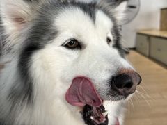 -Husky Go! 哈士奇体验馆·宠物咖啡厅狗咖