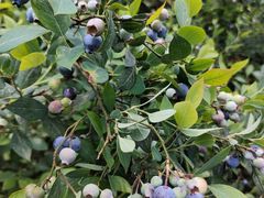 -金谷域澳洲庄园