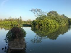 -大湾区中央湿地公园