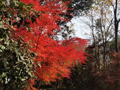 -杭州半山国家森林公园