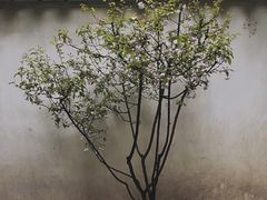 -拙政园