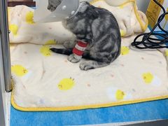 -纳吉亚猫专科动物诊疗中心(蒋宅口分院)
