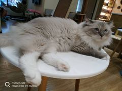 -滚猫咖啡·猫咖·猫友好撸猫(未来城店)