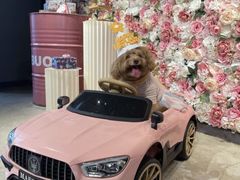 -百好乐宠物友好餐厅(朝外大街店)