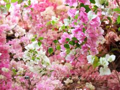 -深圳国际园林花卉博览园