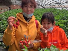 -甜心庄园·甜心草莓采摘园(西青中北店)