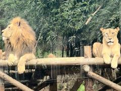 -泉州海丝野生动物世界