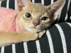 -小猫来了·猫舍(红山六九七九店)