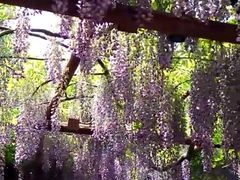 -嘉定紫藤园