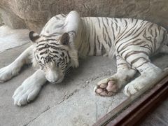 -齐齐哈尔龙沙动植物园