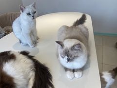 -怪兽屋·羊驼·猫咖·狗咖(俊华广场店)
