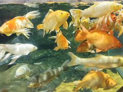 -上海海洋水族馆