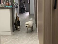 -派特宠物医院(圆融广场店)