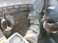 android_upload_pic-北京市海淀外国语实验学校