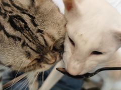 -飞行喵MR PILOT|猫舍·猫咖(静安大融城店)