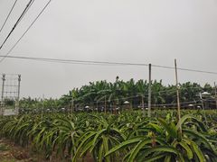 -硇洲岛旅游区
