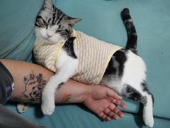 -关爱动物医院·心脏·中兽医·异宠(金牛路分院)