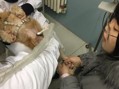 -中农大我爱我爱24h动物医院·中医针灸·猫专科·骨科医疗中心(双井店)