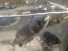 -上名堂·鱼头好吃(体育场路店)