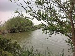 -盐城丹顶鹤湿地生态旅游区
