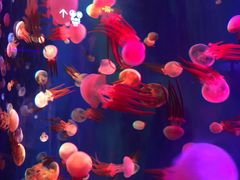 -成都浩海立方海洋公园