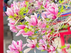 -天津大悲禅院