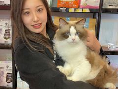 -糯米喵星人总部直营旗舰店·猫舍·幼猫出售