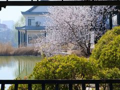 -桃花堤公园