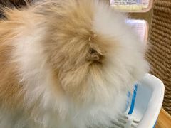 -藦茜花园宠物主题亲子互动体验馆(国顺东路店)