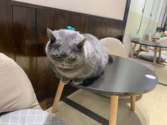 -逗柴咖啡屋·狗咖猫咖宠物桌游