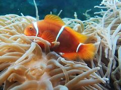 -悉尼海洋生物水族馆