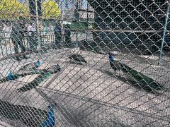 -保定市动物园