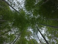 -宁波浙东大竹海景区