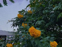 -正佳雨林生态植物园