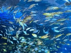 -太平洋海底世界