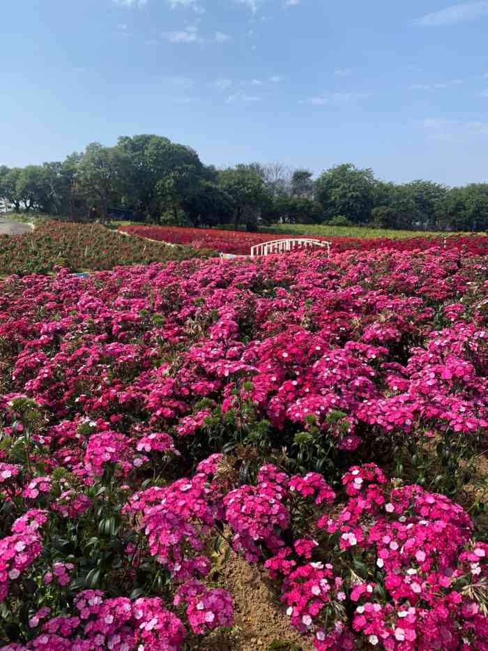 松山湖梦幻百花洲-"花的品种不多,没有图片的壮观,."-大众点评移动版