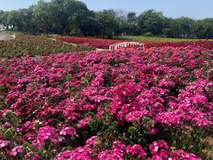 -松山湖梦幻百花洲