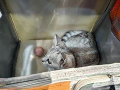 -四月宠物医院·猫专科·心脏专科·内科(转塘店)