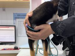 -天使宠物医院·犬猫分诊(彩虹店)