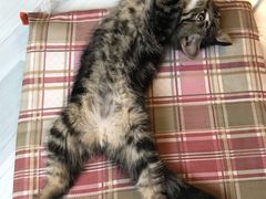 -平行世界·猫咖(首经贸店)