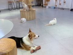 -Heymao猫咖.咖啡厅(东门店)