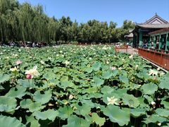 -莲花池公园