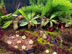 -中国科学院西双版纳热带植物园