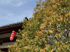 -大唐贡茶院