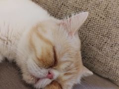 -猫和宫(六道口店)