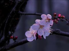 -无锡梅园公园