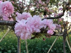 -天适樱花悠乐园