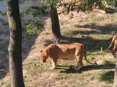-西霞口神雕山野生动物世界